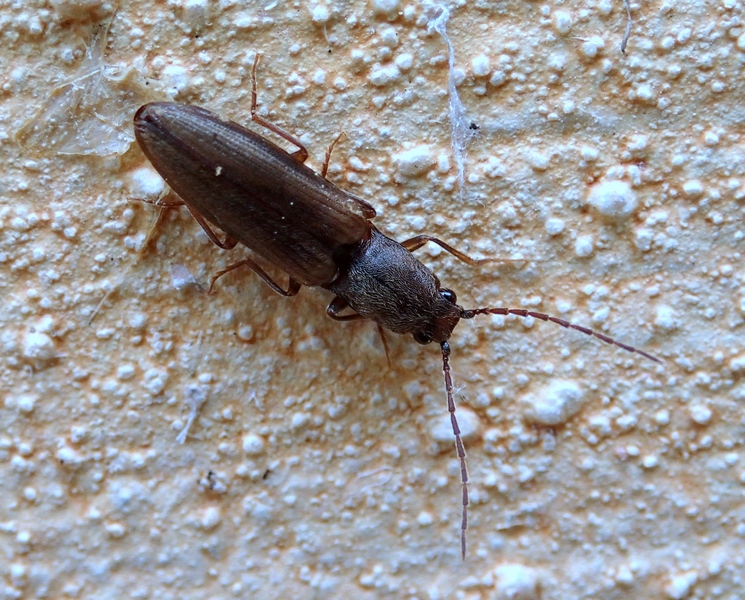 Elateridae da Id.: Athous subvirgatus